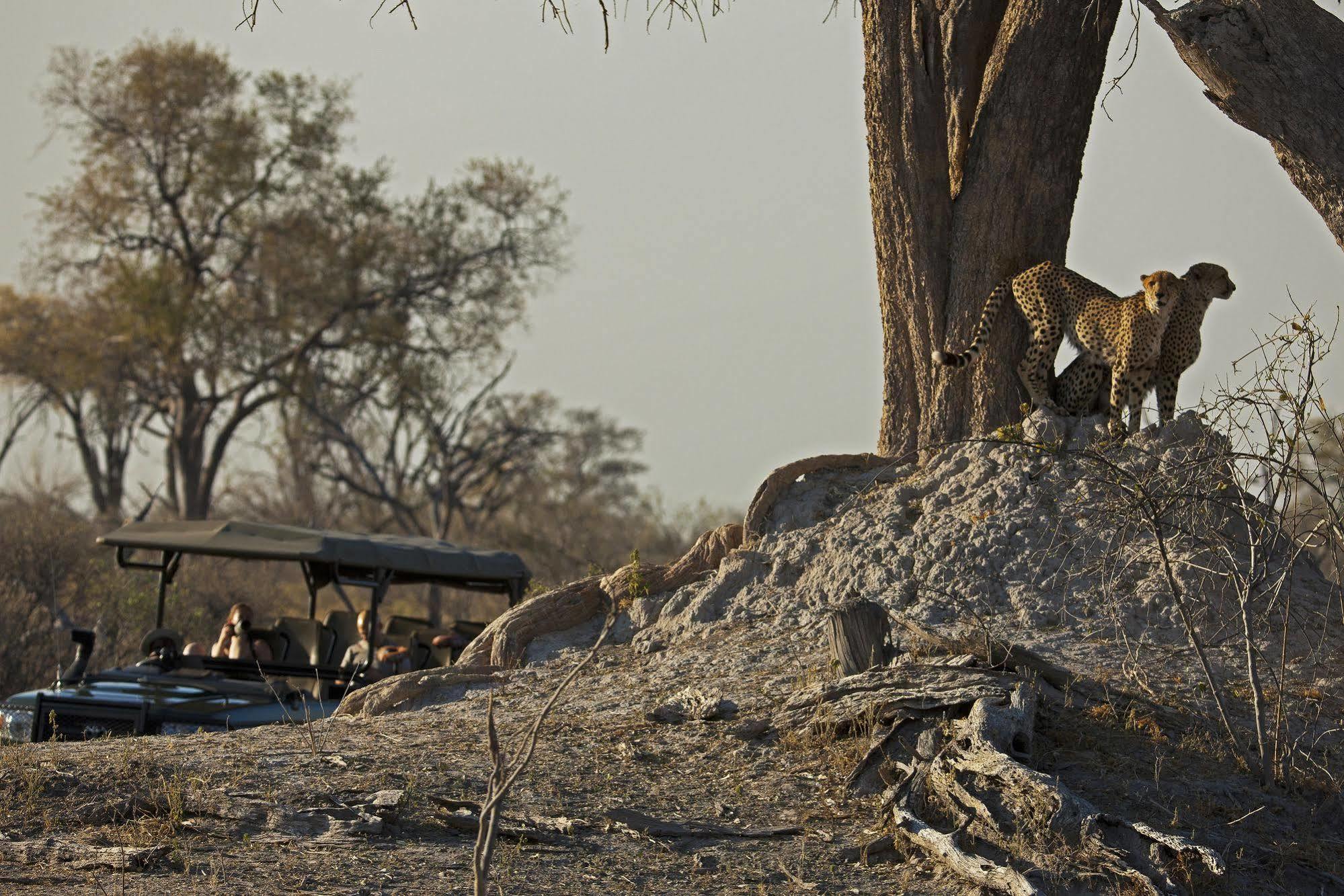 ホテル Selinda Camp Selinda Reserve エクステリア 写真